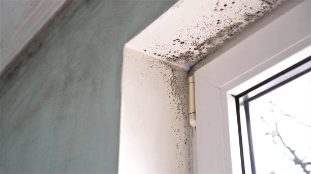 Attic Mold Removal in Dobson, NC