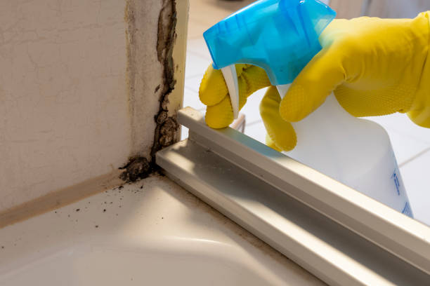 Best Best Mold Removal Companies  in Dobson, NC