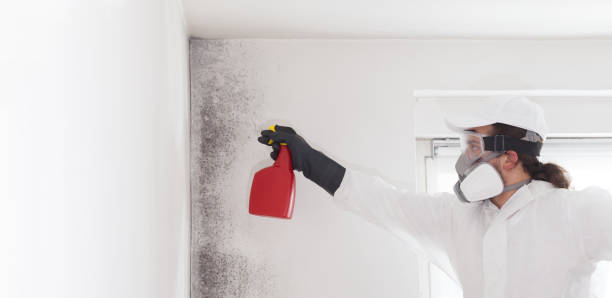 Best Same-Day Mold Removal  in Dobson, NC